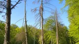 Kölner Stadtwald: Stadt reduziert Durchforstungen wegen neuer Dürreschäden