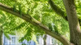 Halsbandsittiche: Wie Köln zum Ausgangspunkt der Papageien in Deutschland wurde
