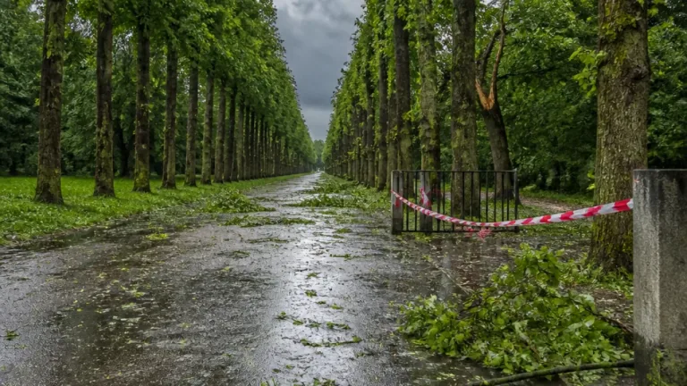 Stadt Köln rät, Parks, Friedhöfe und Alleen wegen Sturmtief vorerst zu meiden